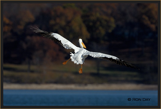 White Pelican, (Pelecanus erythrorhynchos), Flying